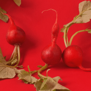 Red cabbage with red background