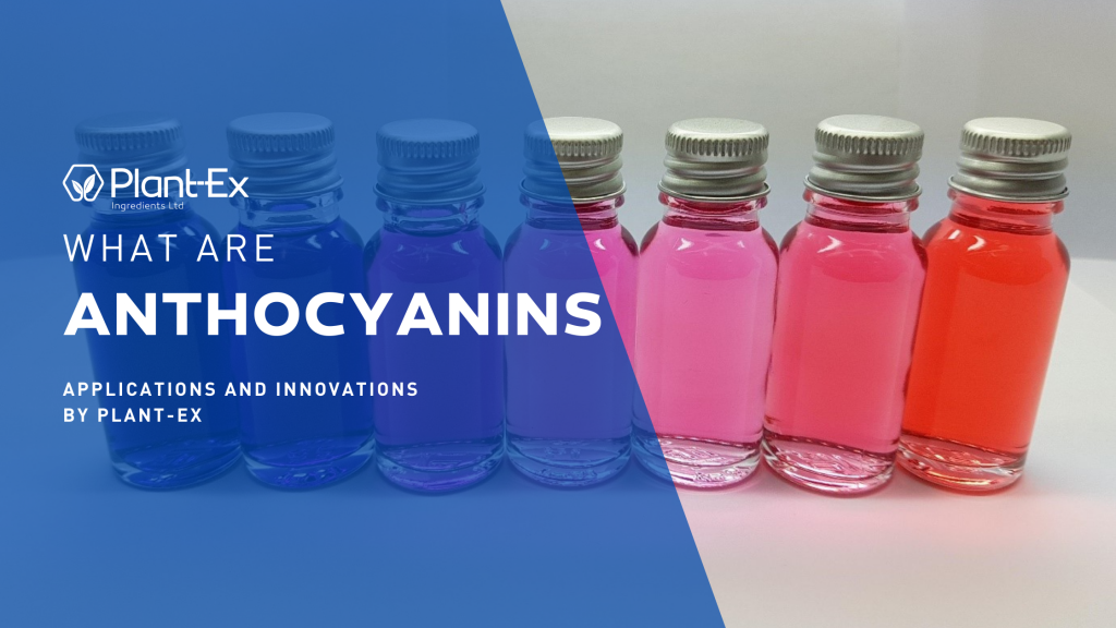 what are anthocyanins different applications