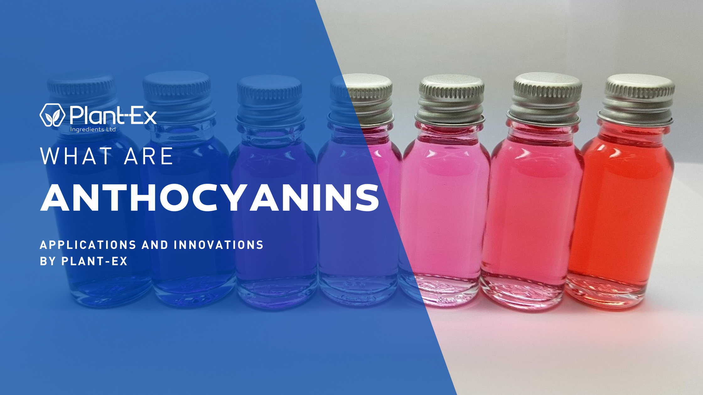 what are anthocyanins different applications