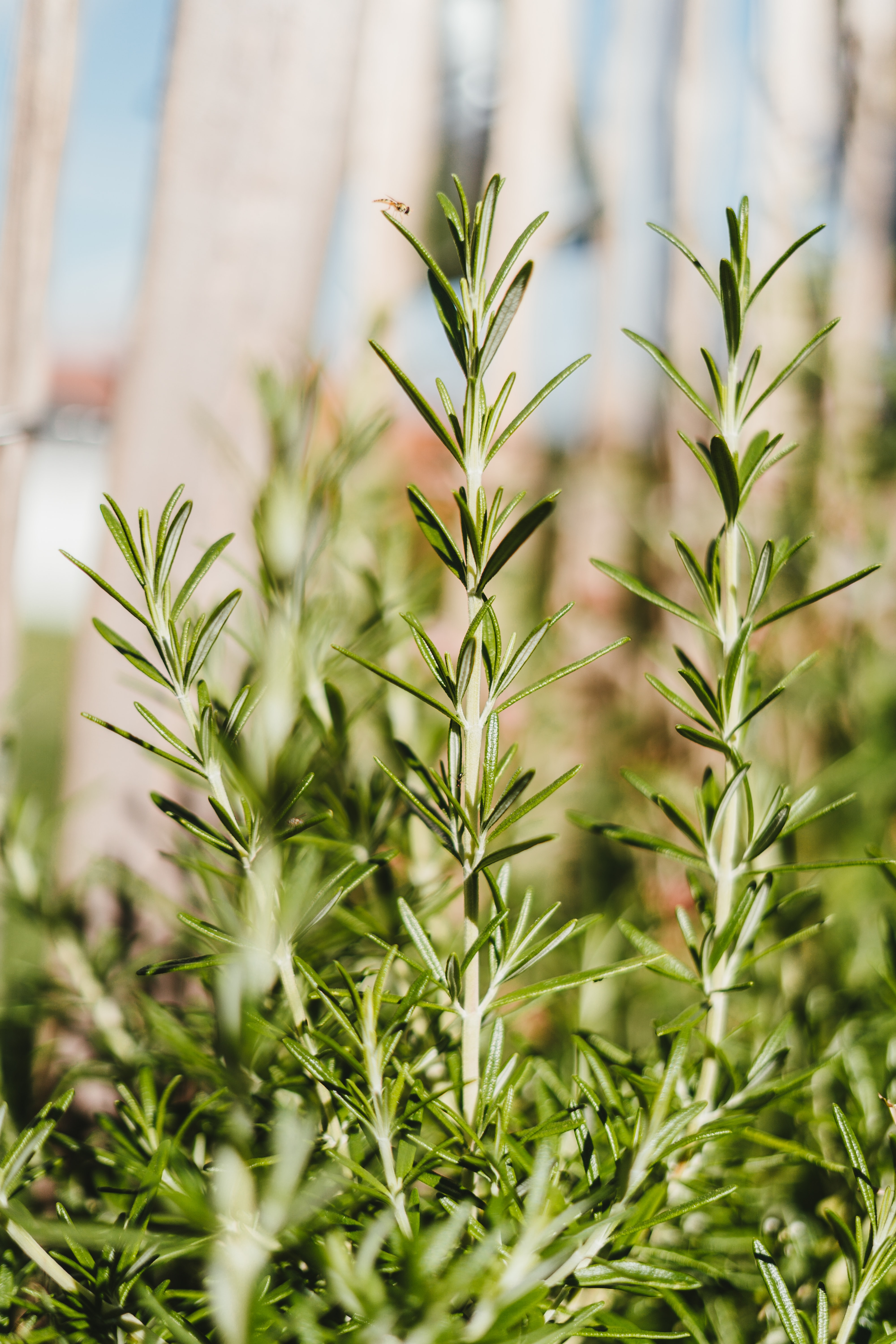 FPS: rosemary extract