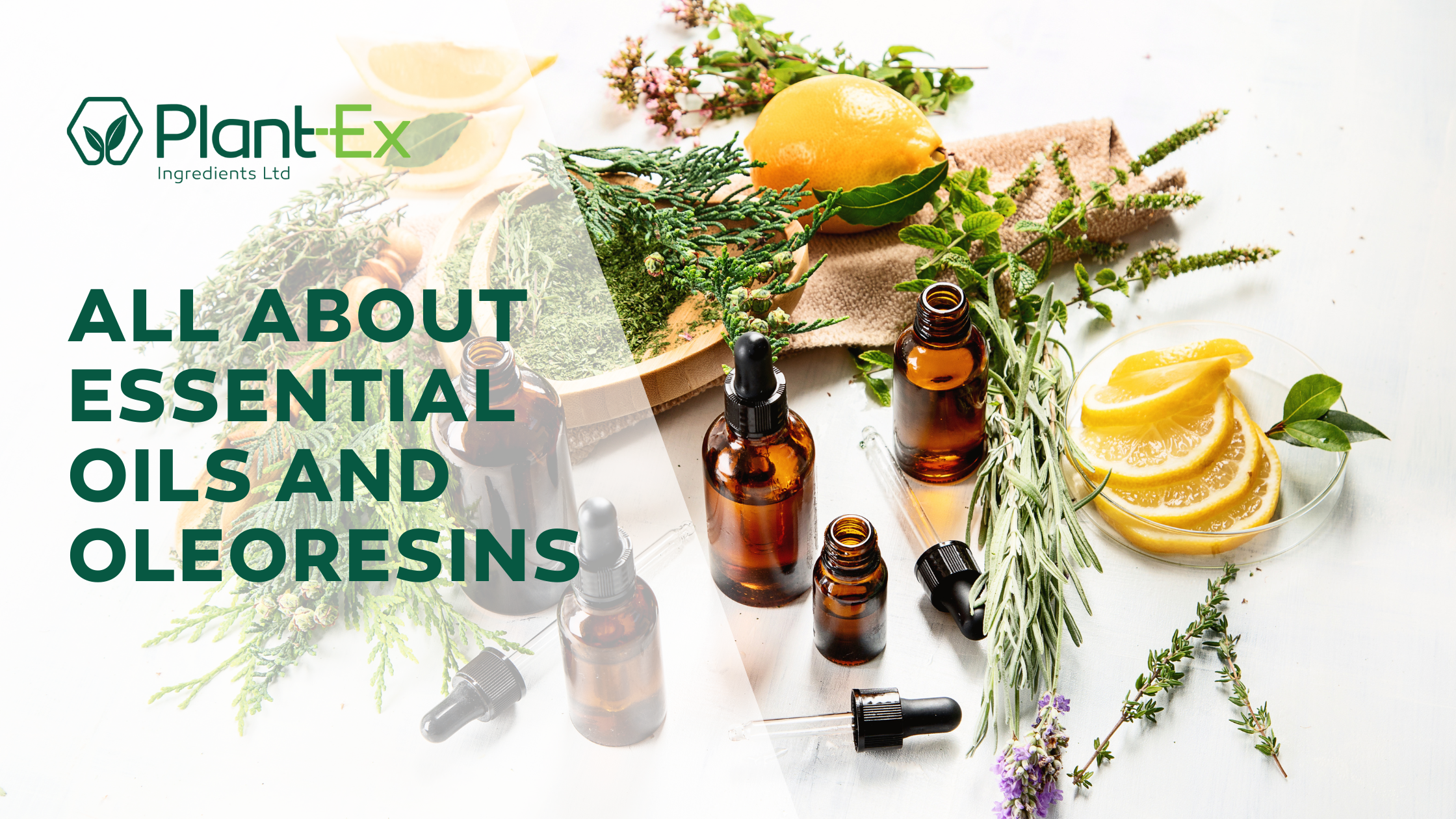 all about essential oils and oleoresins blog post