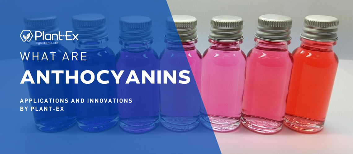 what are anthocyanins different applications